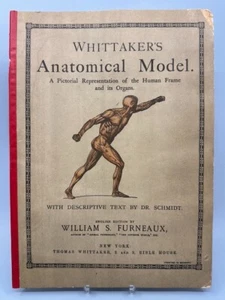 1896 WHITTAKER'S ANATOMICAL MODEL PICTORIAL REPRESENTATION OF THE HUMAN & ORGANS - Foto 1 di 16