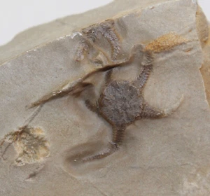 Schlangenstern, Aspidura scutellata, Trias, Ummenhofen, Deutschland-c664 - Picture 1 of 4