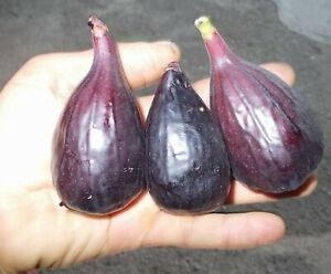 Fig Tree Plants - Black Orak Fig - 2 Years Old Rooted 3 Pieces Fig Plants