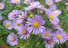 100 HEART LEAVED ASTER Cordifolius Blue Wood Aster Flower Seeds *Combined Ship