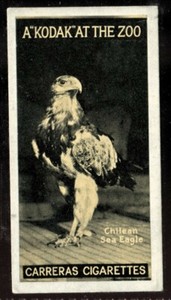 Tobacco Card, Carreras, KODAK AT THE ZOO, A Series, 1924, Chilean Sea Eagle, #43