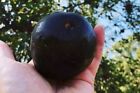 rare purple black apple Violette  Apple Tree pre order post Nov -March bareroot