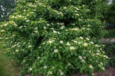 3 Шелковистый кизил (Cornus Amomum) растение с голыми корнями - Изображение 1 из 2