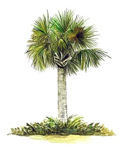 Palm Tree Beach High Quality Art Decal Car Truck Cooler Cup Laptop Wall Gift - Picture 1 of 1