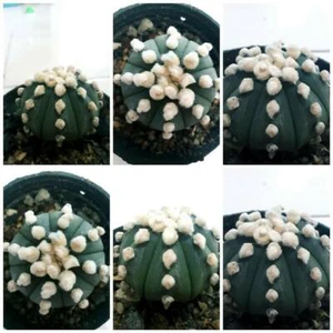 Astrophytum asterias OOIBO RENSEI rare japan cactus 10 SEED PHYTO CERTIFICATE  - Picture 1 of 5