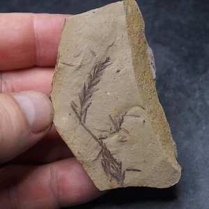 Sequoia leaves Fossil Plant Metasequoia sp. 50 - Picture 1 of 8