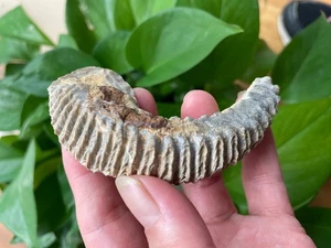 59g Rastellum Carinatum Oyster specimen from Madagascar - Picture 1 of 20