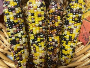 Fall Autumn CRAFTS Decor Farmhouse Barn Display 4 MINI INDIAN CORN PROP MIC824 - Picture 1 of 8