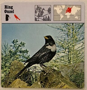RING OUZEL, 1977 EDITIONS RECONTRE COLLECTIBLE 4 3/4" x 4 3/4" CARD