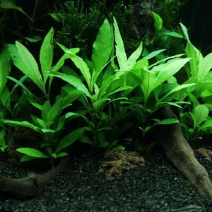 Hygrophila Angustifolia - loose - Tropical Water Live Aquarium Plants - Picture 1 of 4