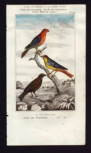 LES MOINEAUX PASSEREAUX gravure de Buffon 1822 réhaussée à l'aquarelle - Picture 1 of 1