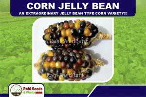 Corn Jelly Bean - An Extraordinary Jelly Bean Type Corn Variety!!! - Picture 1 of 7