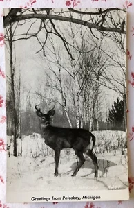 Vintage UNUSED RPPC Greetings from Petoskey, MI Buck Deer in Snow Photo Postcard - Picture 1 of 4