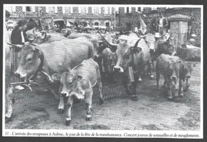 1987 -- ARRIVEE DES TROUPEAUX A AUBRAC FETE DE LA TRANSHUMANCE . 4B085 - Foto 1 di 1