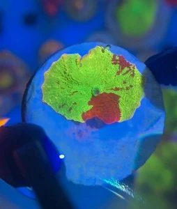 Collector Grade Eclectus Jawbreaker Mushroom Soft Coral - Picture 1 of 1