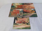Set Of 5 Colourful Tree Spring Trees Nature Park Picture Placemats Table Mats