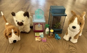 LOTTO animali domestici ragazza americana criceto camaleonte kit’s basset hound cane gatto animali - Foto 1 di 7