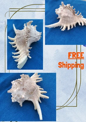 large sea shell natural seashell conch rare aquarium shells murex real seashells - Image 1 of 4