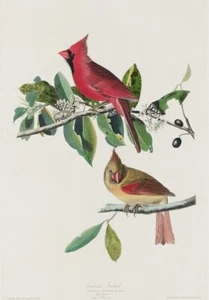 Imagen impresa vintage de aves de América del cardenal Grosbeak, John James Audubon - Imagen 1 de 3