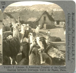 PERU, Llamas, S. American Cousins of the Camel--Keystone Rare 1200 Set #123 - Picture 1 of 4