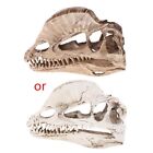 Dilophosaurus Dinosaur Skull Resin Crafts For Skeleton Teaching Model