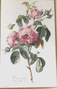 Stampa rosa botanica vintage incorniciata Gerard Van Spaendonck rosa à cent feuilles - Foto 1 di 8