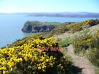 PHOTO  CASTLEHILL POINT FROM BARCLOY HILL COASTAL PATH WITH BLOOMING GORSE FROM