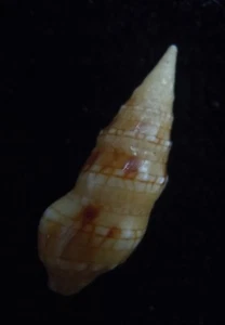 seashell Tylotiella pica RARE 17mm Gem - Picture 1 of 3