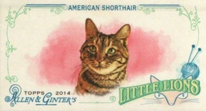 2014 Topps Allen & Ginter Mini Little Lions #LL-03 - American Shorthair 14-333 - Picture 1 of 2