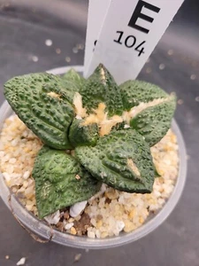 Ario ariocactus “Godzilla” – Rare and Spectacular Collector’s Cactus #E104 - Picture 1 of 6