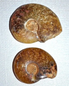Small Fossilized Agatized Polished Complete Ammonite Specimens Madagascar Africa - Imagen 1 de 2