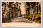 Roadway Through Pines Hot Springs Arkansas Country Road Forest Vintage Postcard