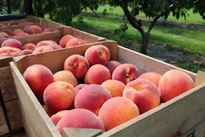 2 "RED HAVEN" Peach Tree seedlings! (12-18" tall) Freestone, Grown Organic! - Picture 1 of 5