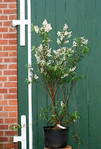 Taiwandeutzie - Deutzie - Deutzia Taiwanensis 60-100 cm im 5-Liter Container - Bild 1 von 3