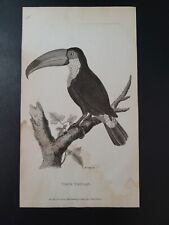 Original 1812 Shaw's General Zoology TOCO TOUCAN Copper Engraving