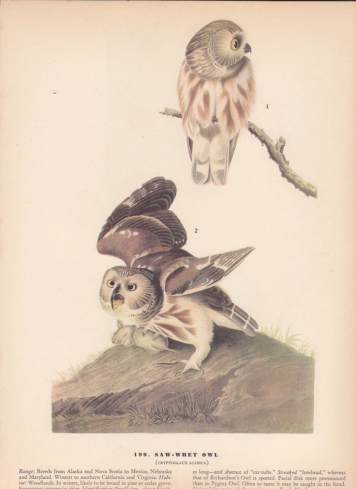Audubon 1942 Vintage Birds #199 "Saw WHET OWL" Full Color Art Plate Lithograph - Image 1 of 1