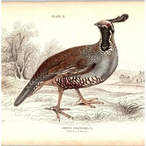 Original década de 1830 - Placa de impresión de aves coloreada a mano #II - The Naturalists Library - Imagen 1 de 2
