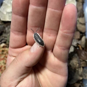 (LAG) 30+ Porcellio Hoffmannseggi Isopods ~ Bioactive Clean Up Crew Variant Size - Picture 1 of 3