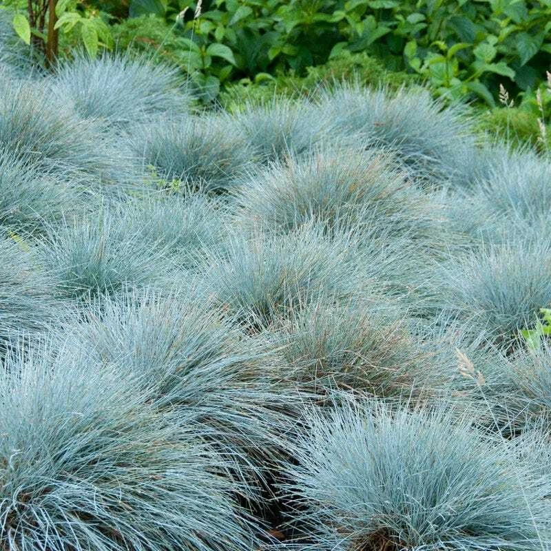 VALLEY VIEW RANCH Grass - Blue Fescue 'Festuca glauca' seeds/ NON GMO / organically grown in MN