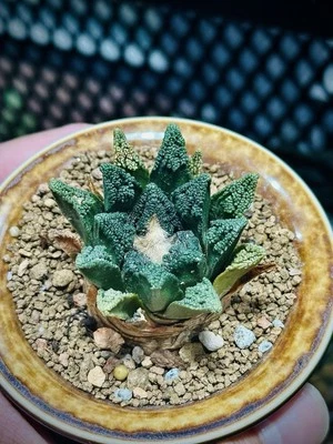ariocarpus hintonii seed grown rare cactus succulents live plants only - Image 1 of 4
