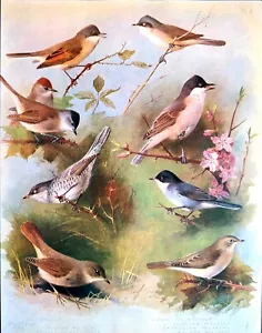 Archibald Thorburn Various Birds Art Print Color Illustration Book Plate 5 - Picture 1 of 4