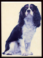  Magnet chien Cavalier King Charles