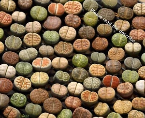 Plant - Living Stone 10 plants MIX Randomly(0.5 inches)Lithops - Picture 1 of 10