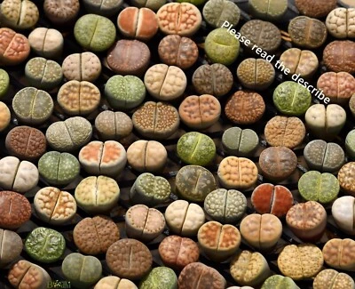 Plant - Living Stone  10 plants MIX Randomly（0.5 inches）Lithops - Image 1 of 4