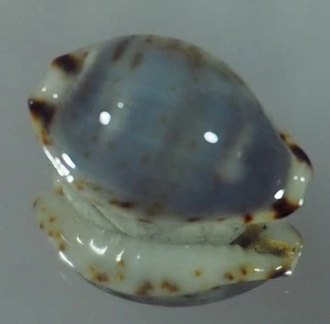 CYPRAEA OWENII VASTA TOP - Picture 1 of 2