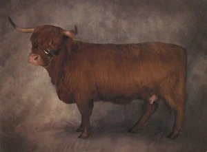 POSTAL Scottish Highland Heifer (4 años) COMO NUEVO sin usar - Imagen 1 de 1