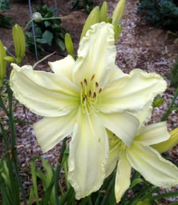 Give Me Eight Daylilies 1 fan Return and multiply yearly World's Finest - Picture 1 of 1