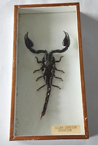 Vintage Framed Giant African Scorpion, Taxidermy - Foto 1 di 24