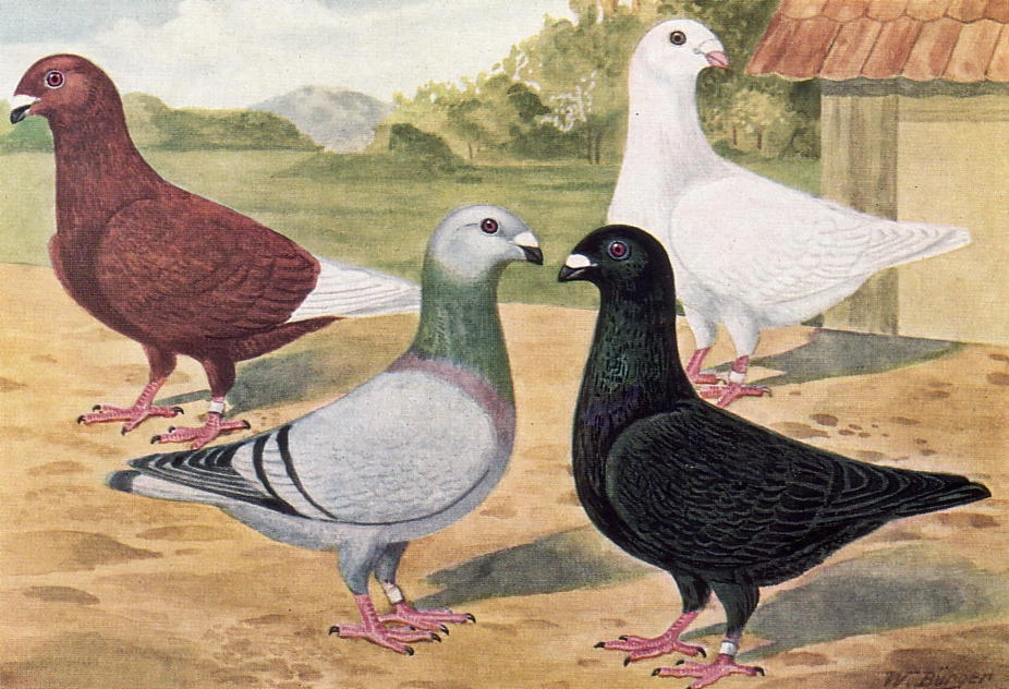 German Beauty Homers Glossy Textured Print F. Falk - Image 1 of 1