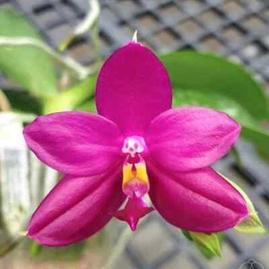 Fragrant Orchid Phalaenopsis Phal. Miki Pure Love Red King Red Novelty In 3" Pot - Picture 1 of 12